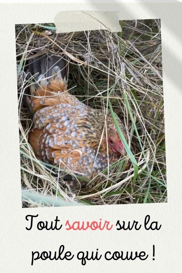 Poule Qui Couve Que Faire Poules Au Jardin