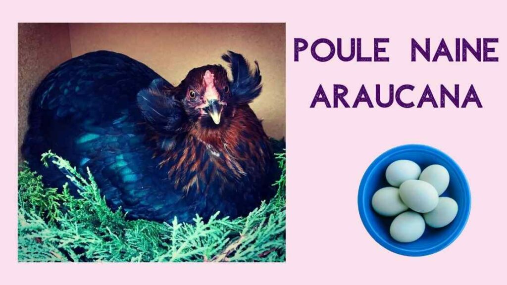 Poule Araucana