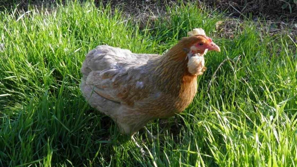 Poule Araucana saumonée