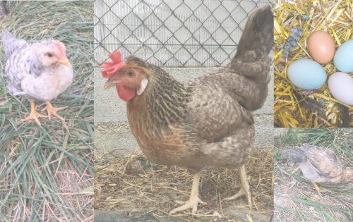 poussin poule oeufs Cream Legbar