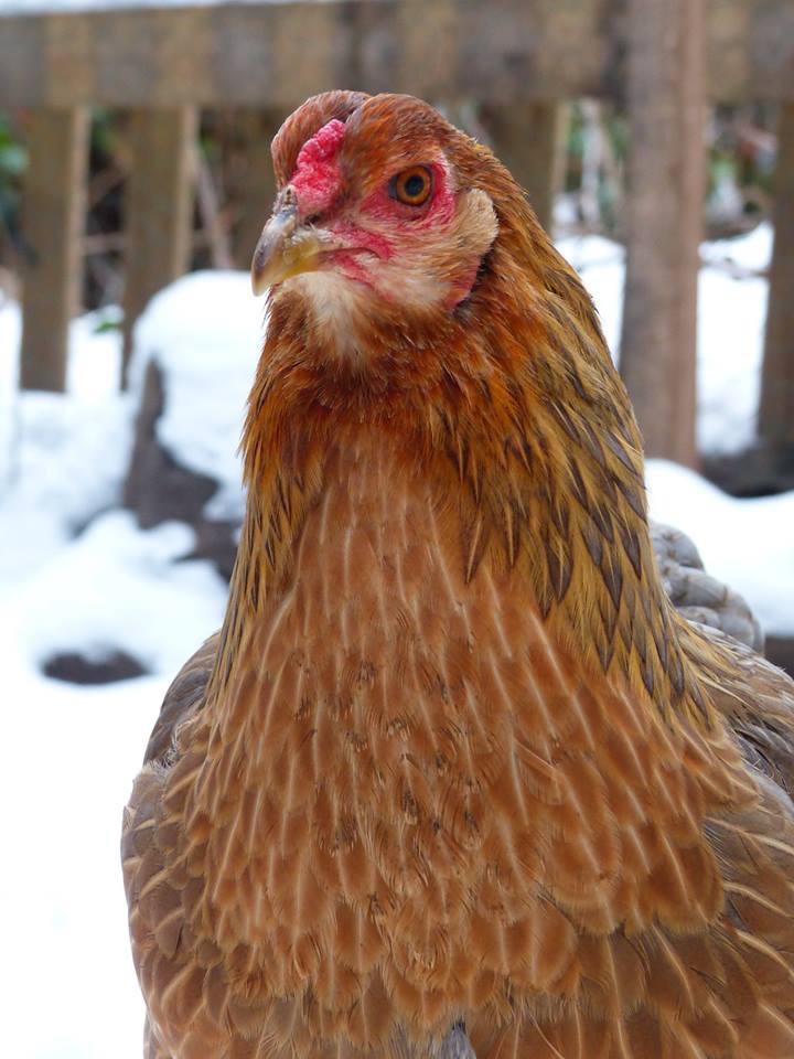 poule Araucana sans toupet d'oreilles