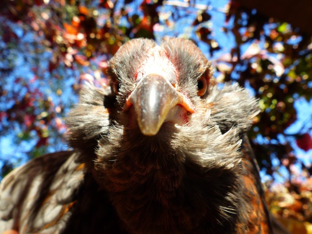 Gros plan de la tête d'une Araucana où l'on voit les toupets d'oreilles