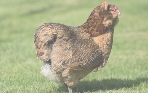 Donner Des Lentilles Crues Aux Poules Les Aliments Toxiques et Déconseillés pour les Poules - Poules au Jardin