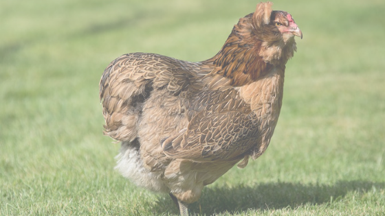 Poule Araucana saumon dorée