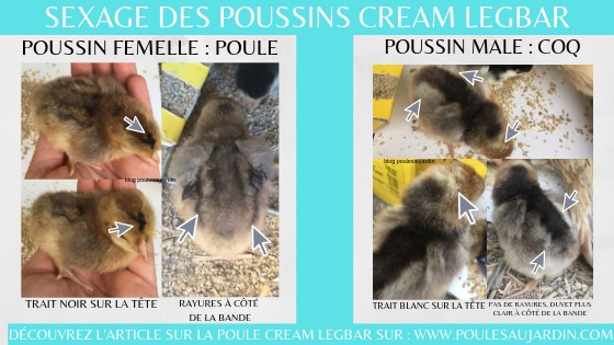 Sexage poussins cream legbar