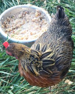 poule en pleine mue avec les plumes qui repoussent bien grâce aux pâtées