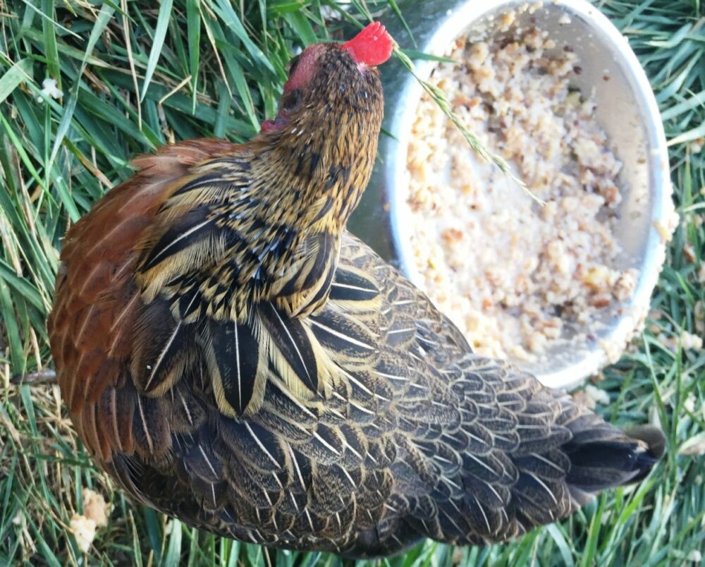 Pourquoi Mes Poules Perdent Leurs Plumes Ma poule perd ses plumes, pourquoi ? - Poules au Jardin