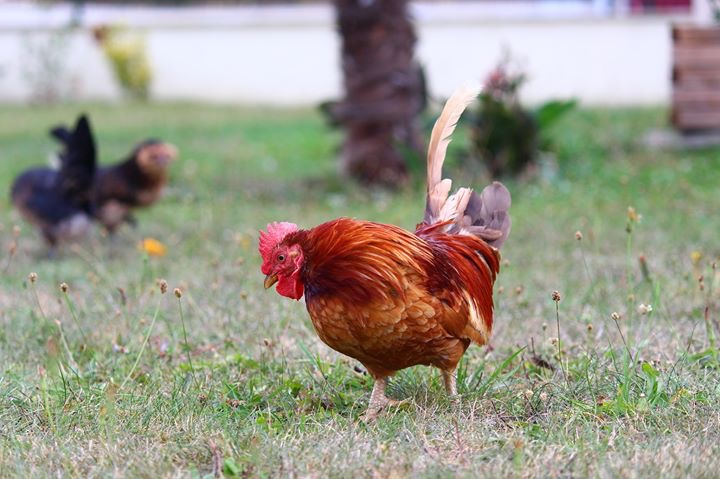 La poule perd ses plumes et le coq mue aussi.