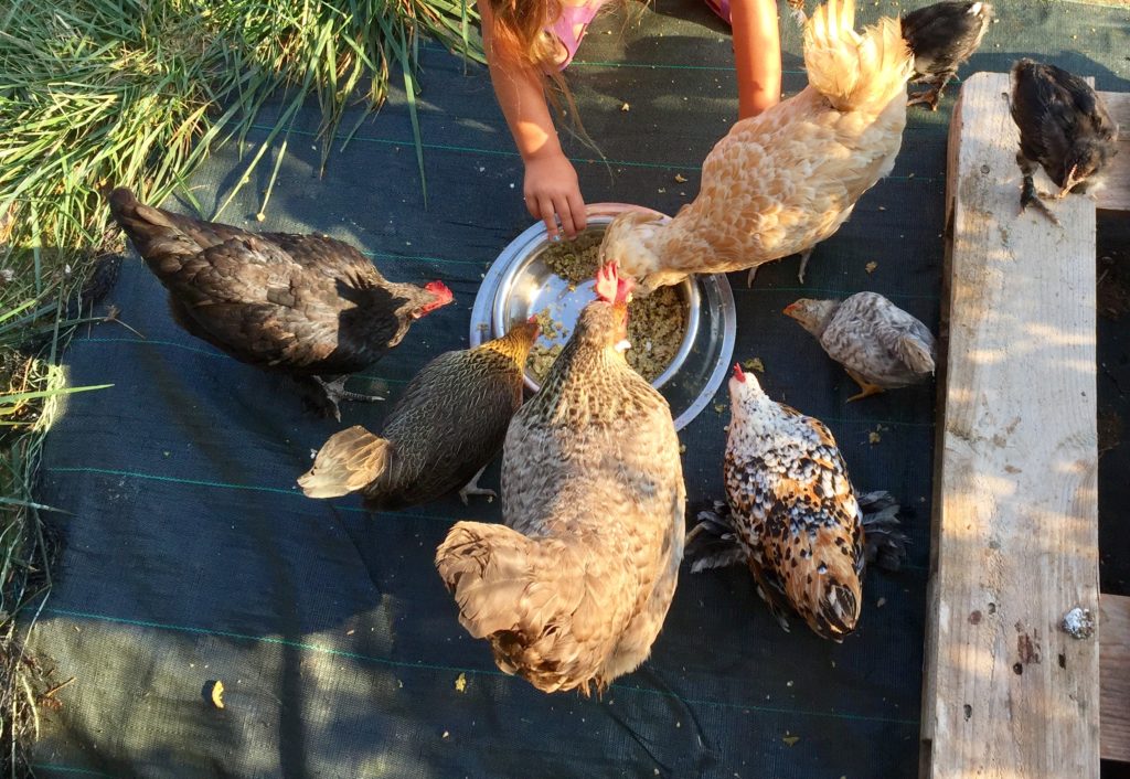 Repousse des plumes chez la poule : pâtée protéinée