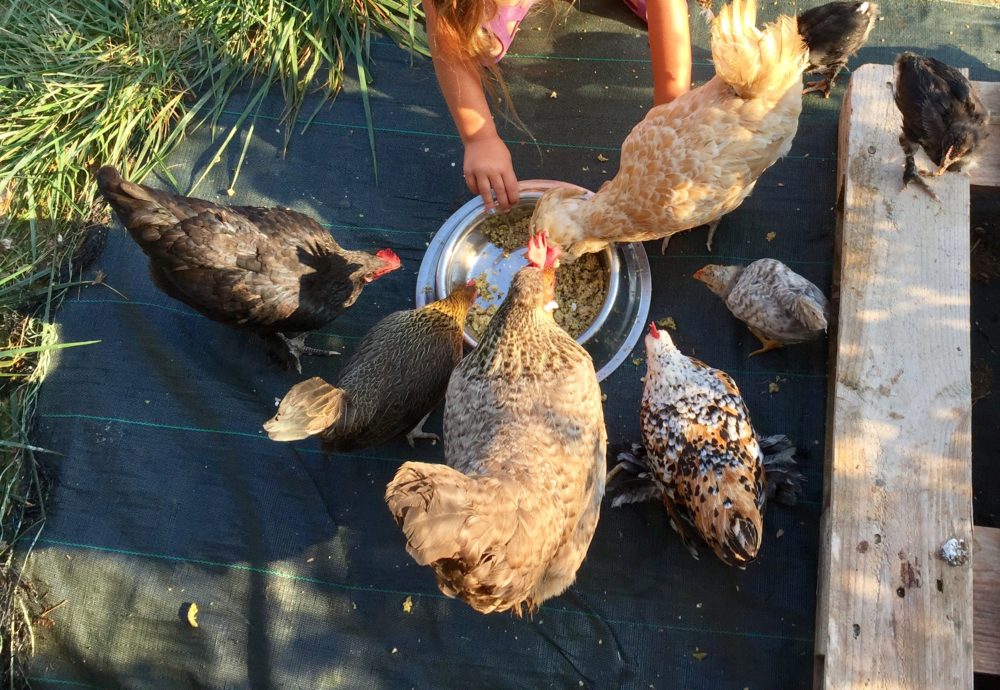 Poule qui perd ses plumes : Que faire ? - Poules au Jardin