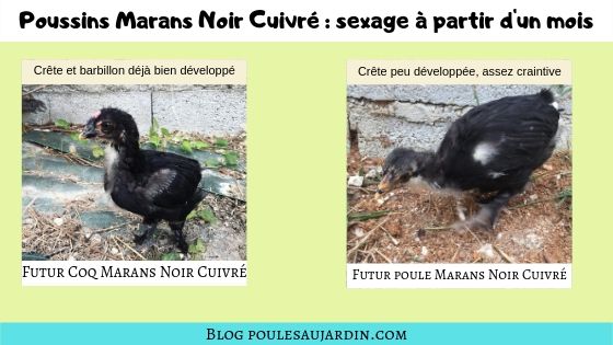 poussin coq et poule marans noir cuivré sexage à partir d'un mois. 