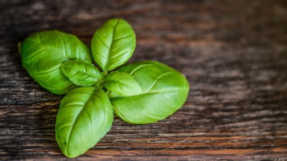 Basilic calmant et booster d'immunité pour les poules