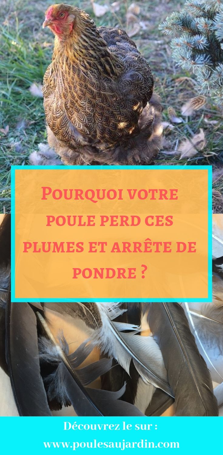 Votre poule perd ces plumes et arrête de pondre. Est-elle malade ?Vous trouverez dans l'article l'explication à la perte de plume et à la diminution voir l'arrêt de la ponte. La mue de la poule est naturelle et marque la fin du cycle de ponte. La poule se repose pour préparer de nouvelles plumes et de nouveaux oeufs frais pour votre poulailler.