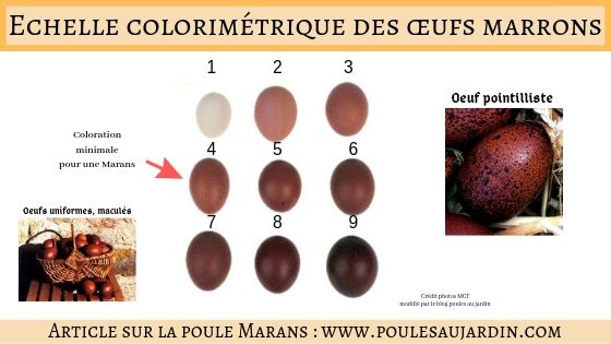 colorimétrie des oeufs extra-roux des marans