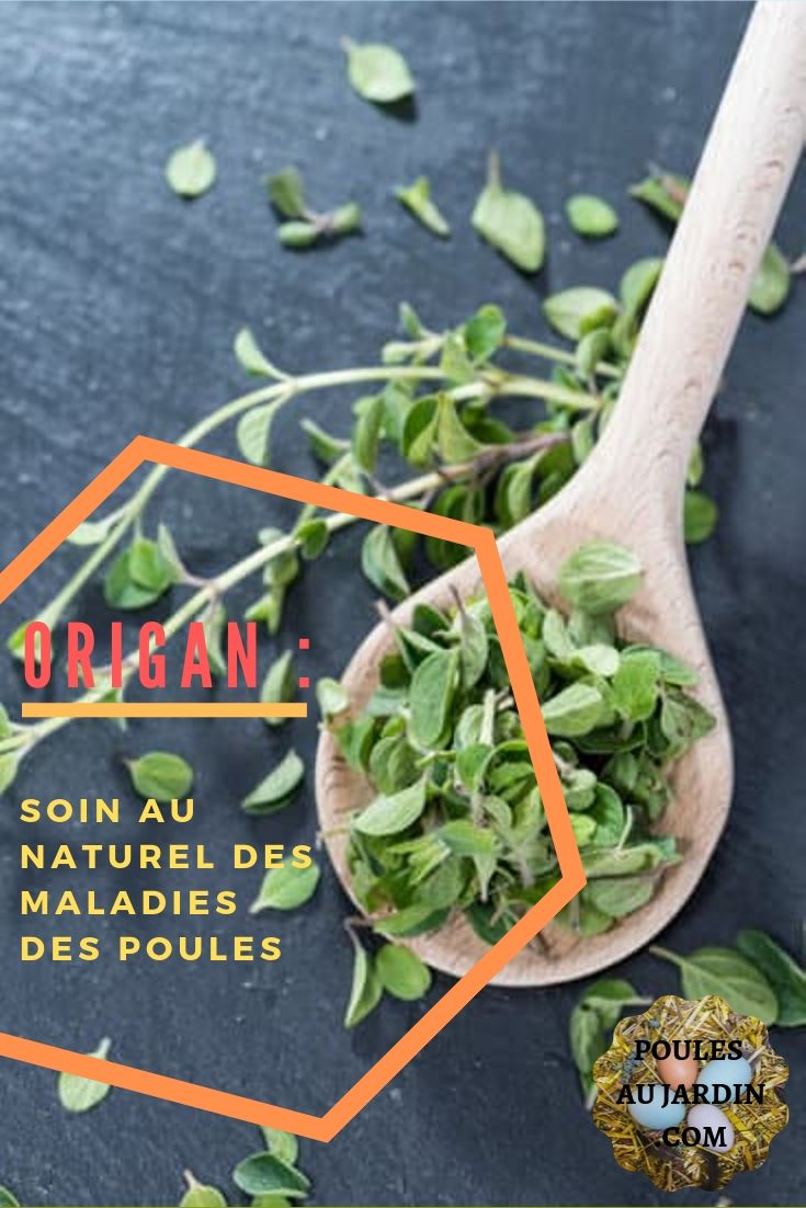 Origan : plante aromatique pour soigner les maladies des poules. L’origan permet de lutter contre les rhumes, toux de la poule ainsi que contre le coryza et la coccidiose. Protéger les poules pondeuses pour continuer à avoir des oeufs frais au poulailler.