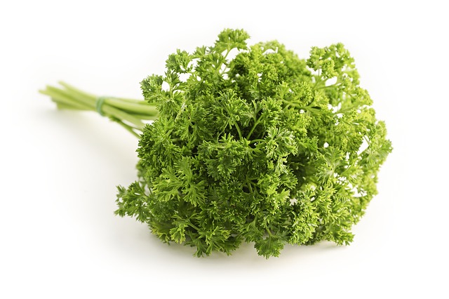 Persil plante aromatique à incorporer à l'alimentation des poules riches en vitamines et en minéraux.