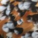 Plumes de la poule