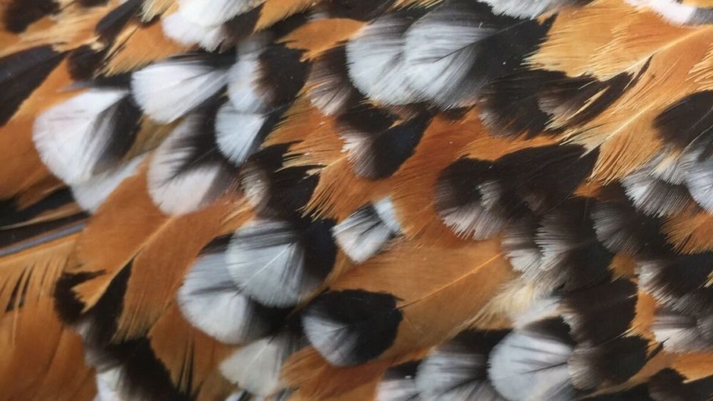 Ma poule perd ses plumes, pourquoi ? - Poules au Jardin