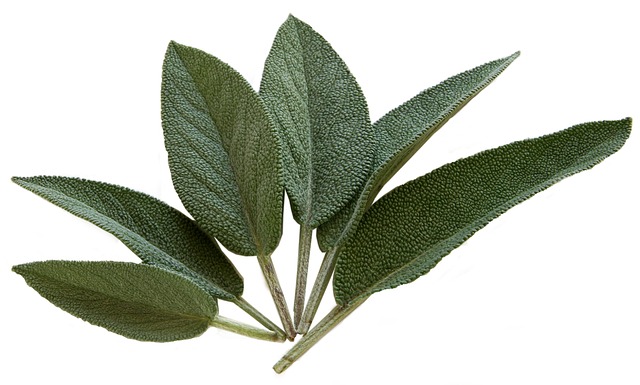 Sauge officinale utile pour soigner les poules naturellement