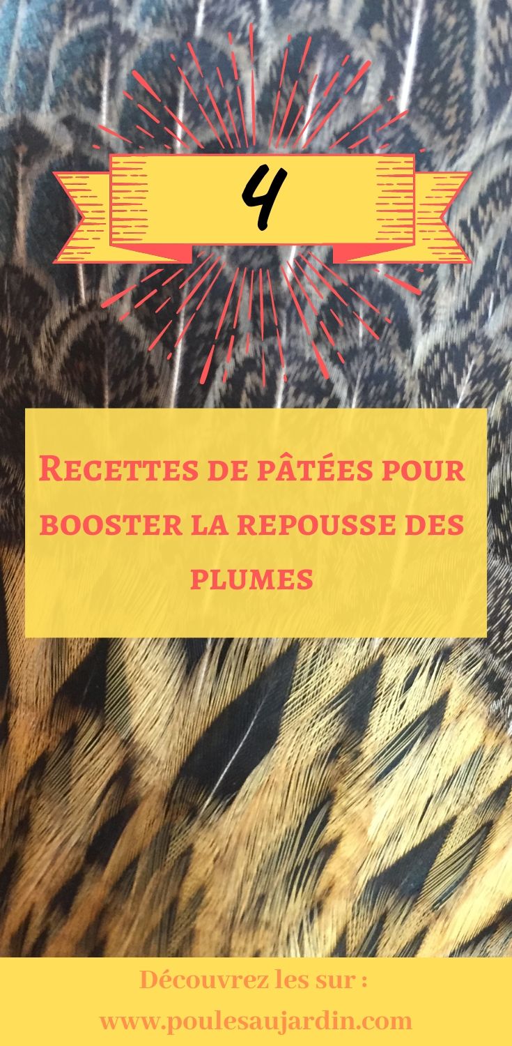 REcette de friandises pour poules afin de les aider à faire repousser leurs plumes