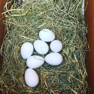 Faux oeufs mis en place dans le pondoir pour inciter une poule à couver dont une balle de pingpong