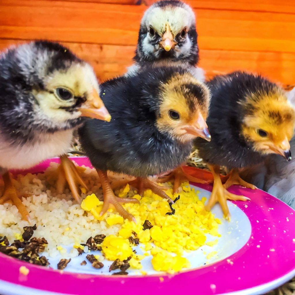 deux poussins Wyandotte argenté et deux poussins Vorwek