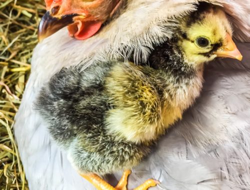 Donner Des Lentilles Crues Aux Poules Les Aliments Toxiques et Déconseillés pour les Poules - Poules au Jardin