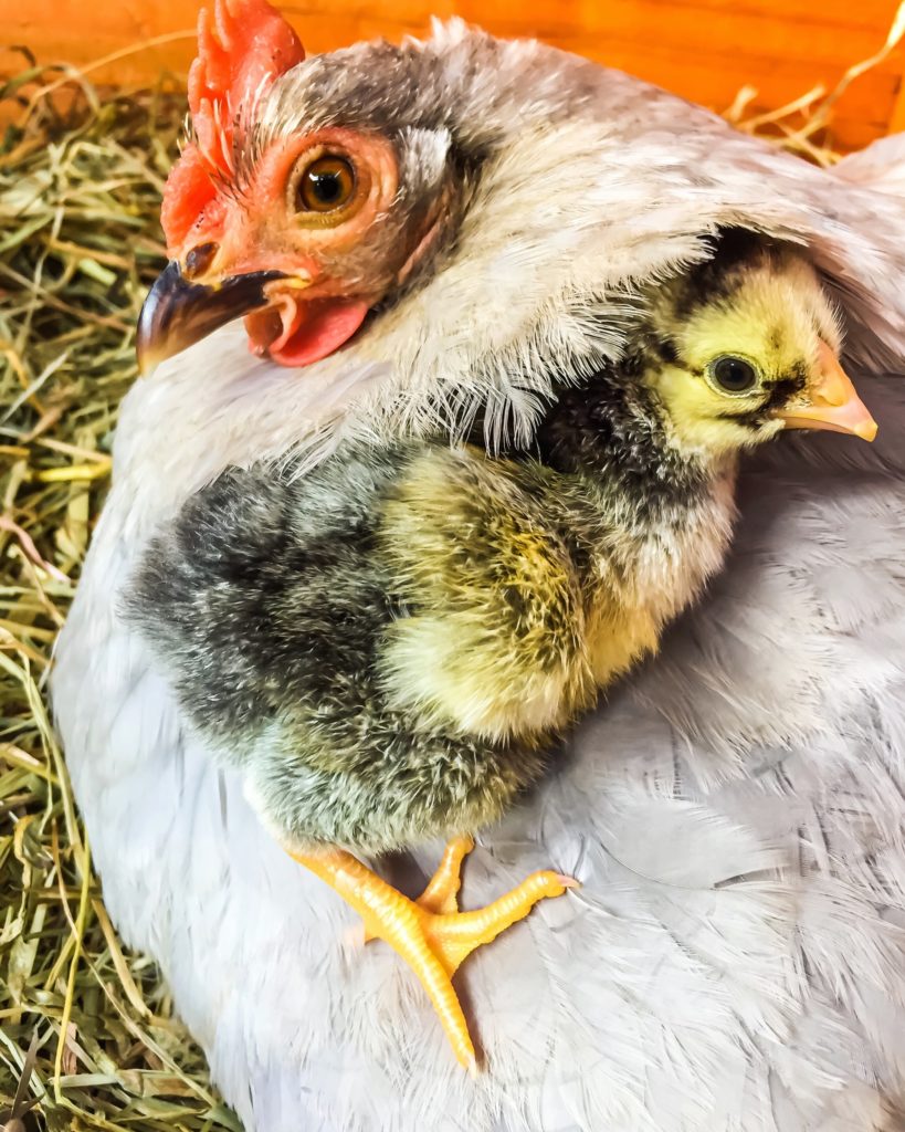 Poussin sur sa mère éclos après une couvaison naturelle