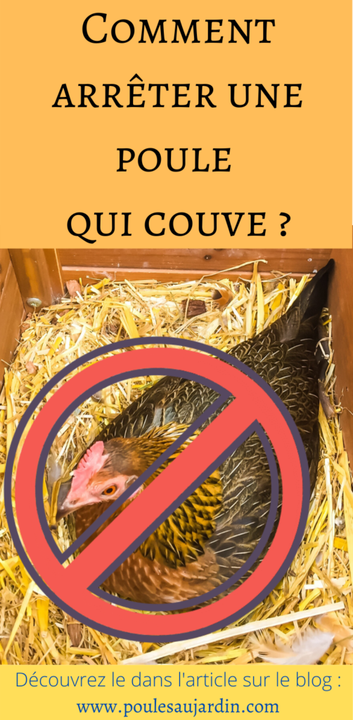 Comment arrêter une poule qui couve ?