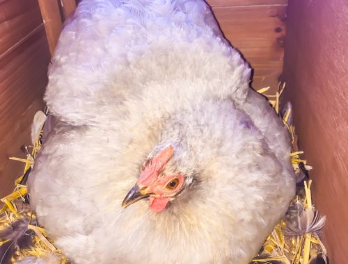 Poule qui couve