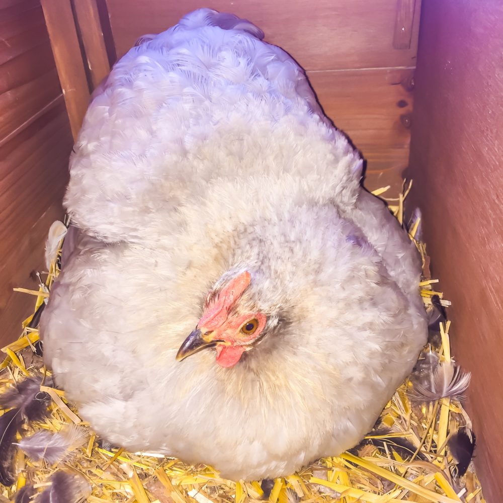 Comment Arreter Une Poule De Couver Poules Au Jardin