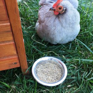 Poule couveuse qui mange du mélange pour poussins