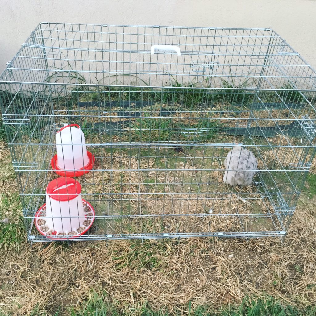 Cage pour isoler une poule afin de l'arrêter de couver