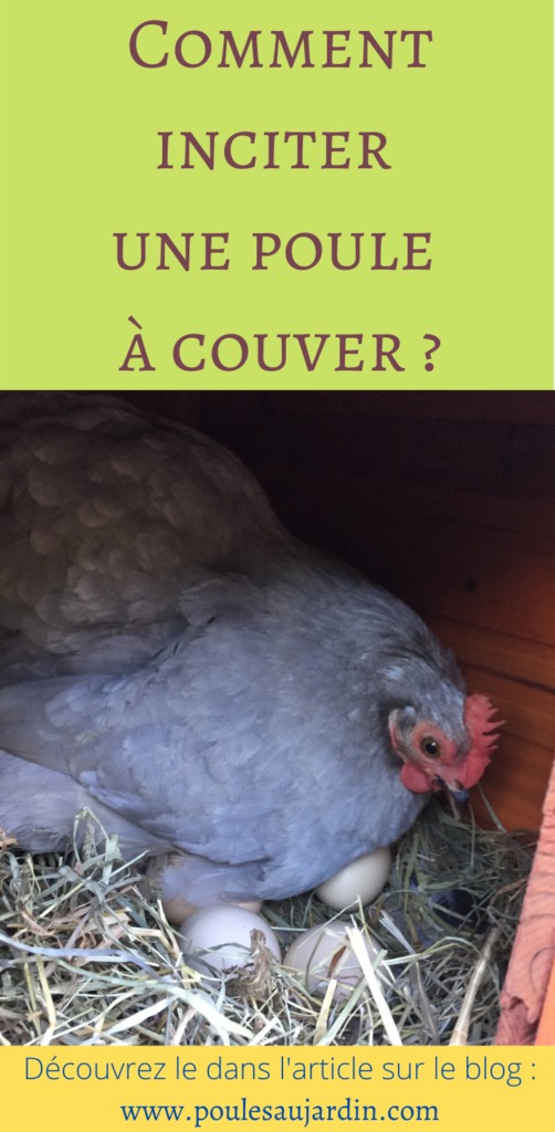 Comment faire couver une poule ?