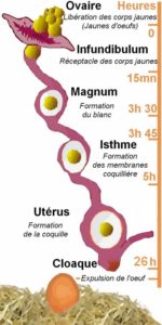 Cycle de formation de l’œuf de la poule