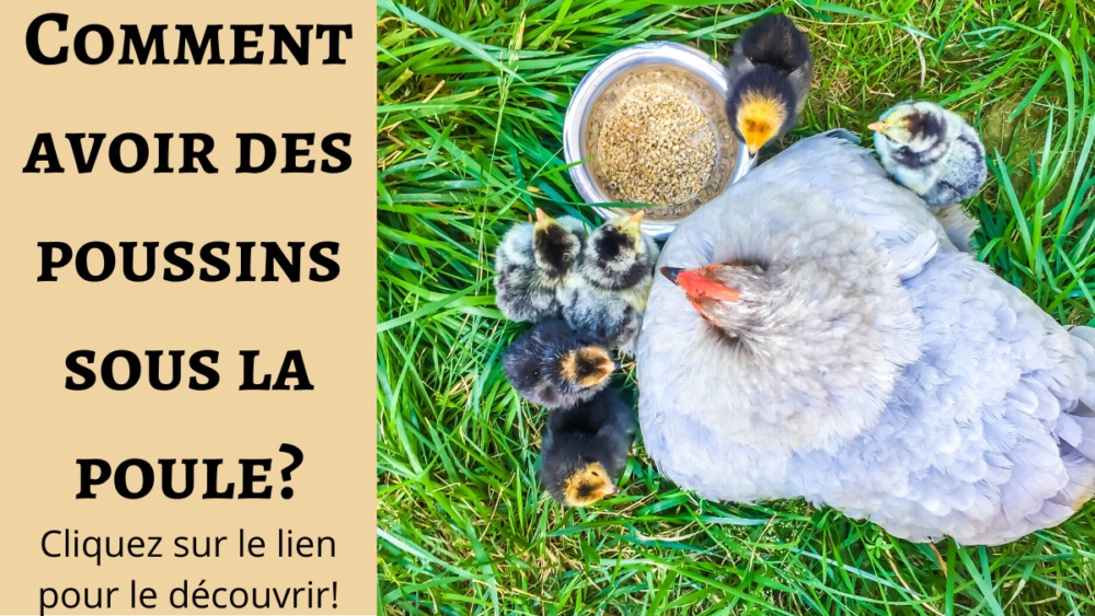 Comment Avoir des Poussins Naturellement ? - Poules au Jardin