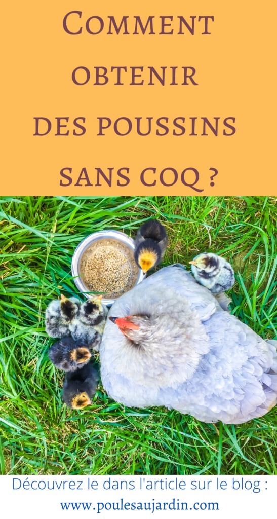 Avoir des poussins sans coq