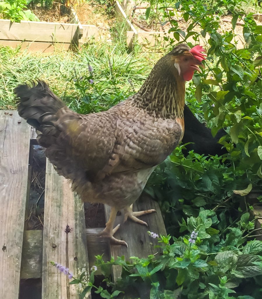 Est-ce qu les poules craignent la chaleur ? oui il faut Protéger les poules de la chaleur : une poule cream legbar qui a le bec ouvert et les ailes écartées car elle a chaud en période de canicule