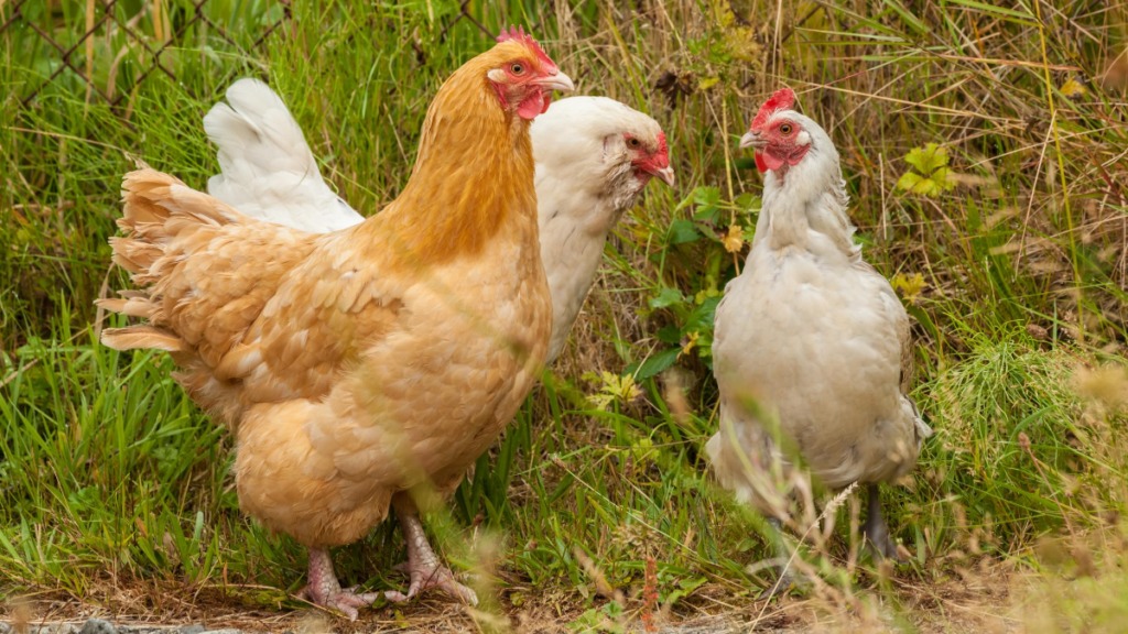 parcours poules