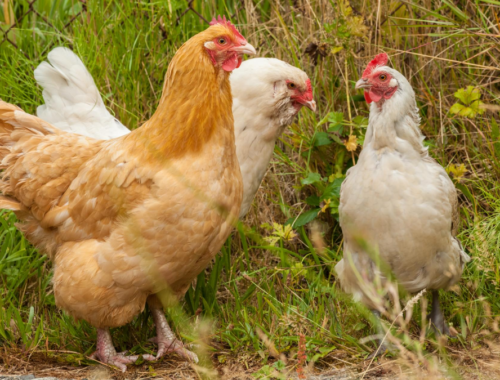 parcours poules