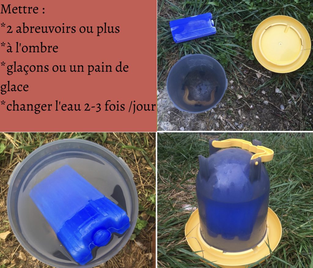 Protéger les poules de la chaleur et rafraichir les poules :
Abreuvoir avec un pain de glace pour maintenir l'eau des poules fraîches 