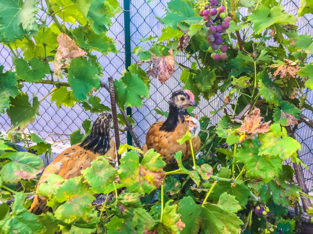 arbuste pour poules : poussins dans un pied de vigne