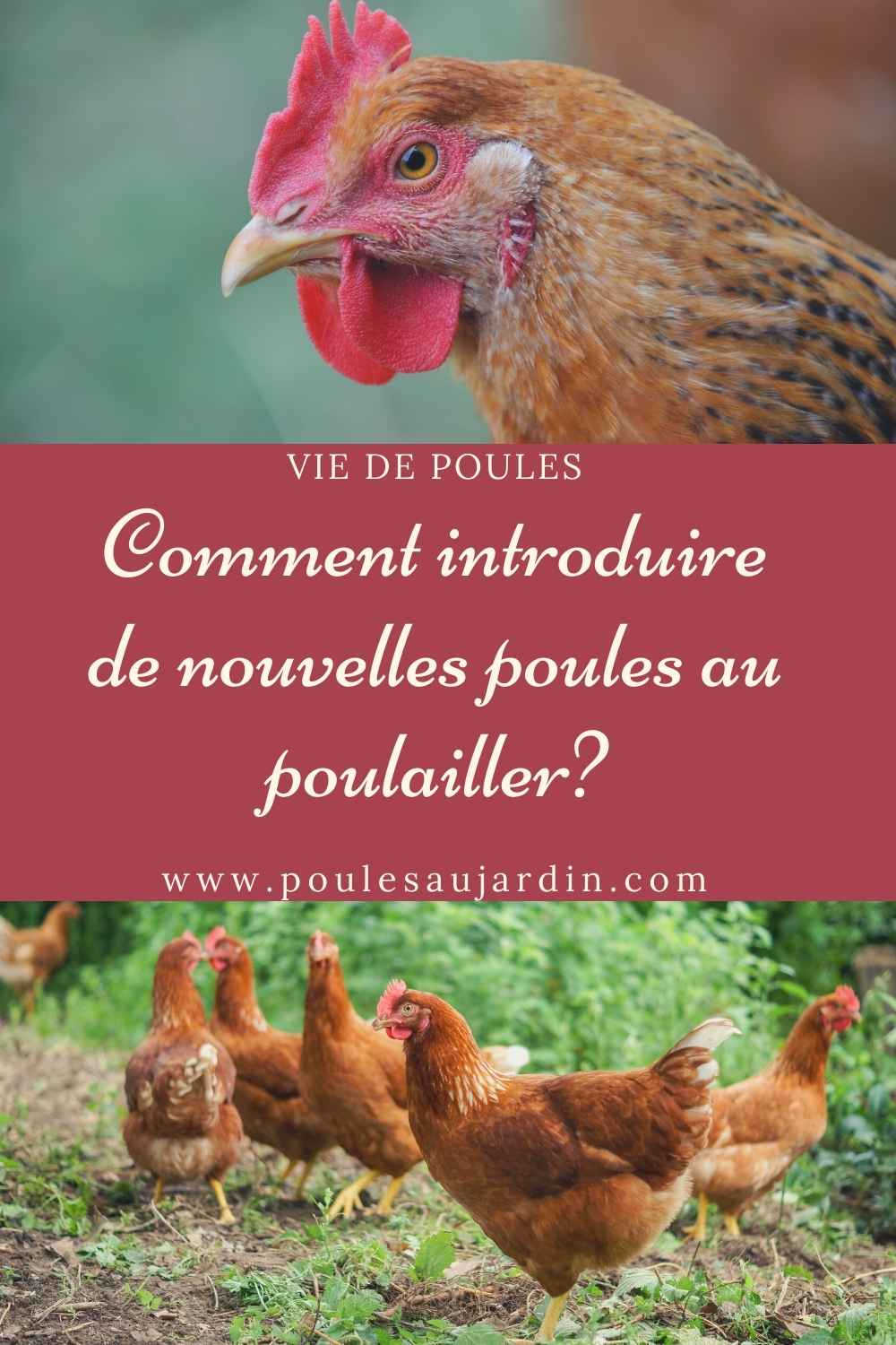 Comment bien intégrer une nouvelle poule au poulailler ? - Poules 