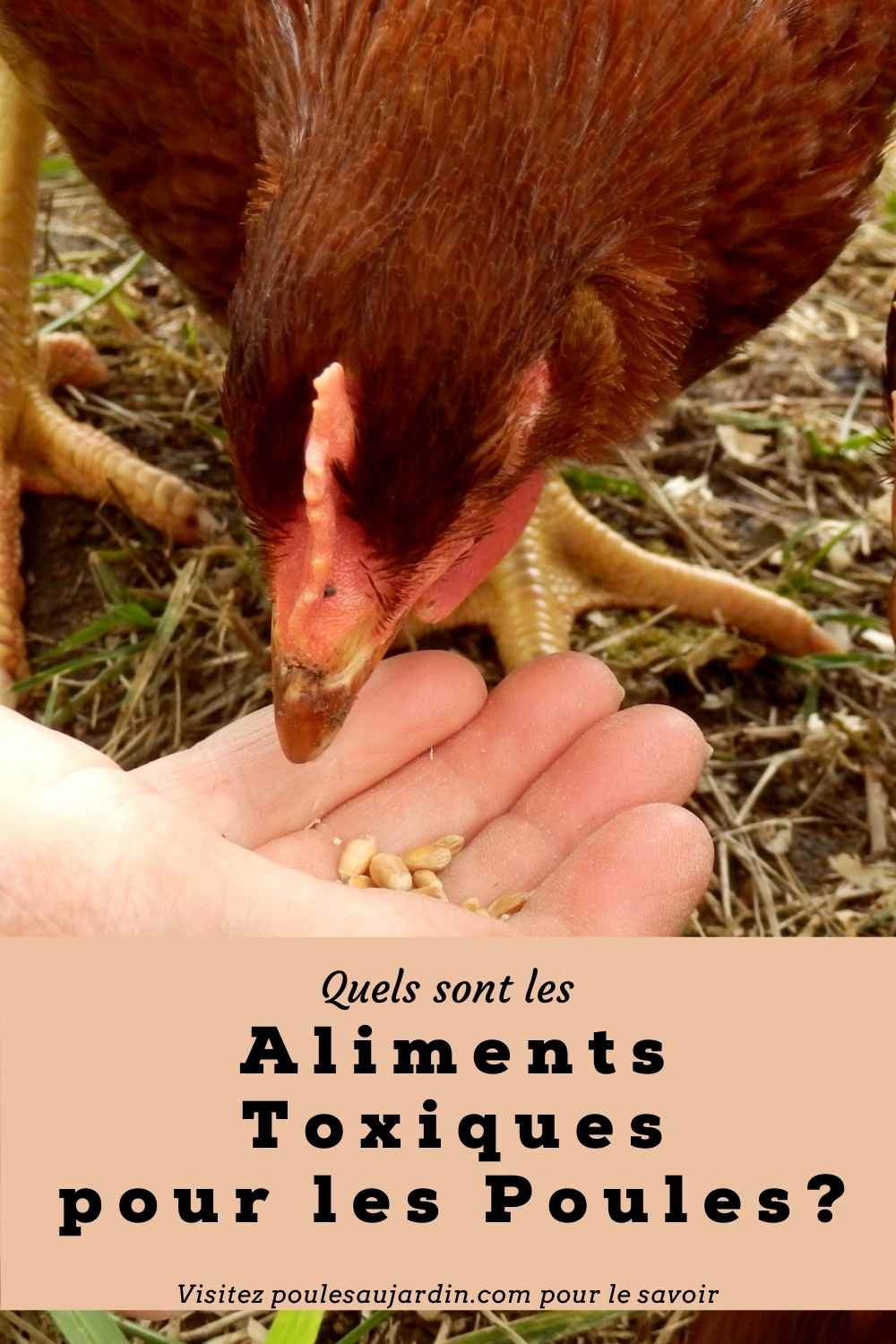 Aliments toxiques et déconseillés pour les poules