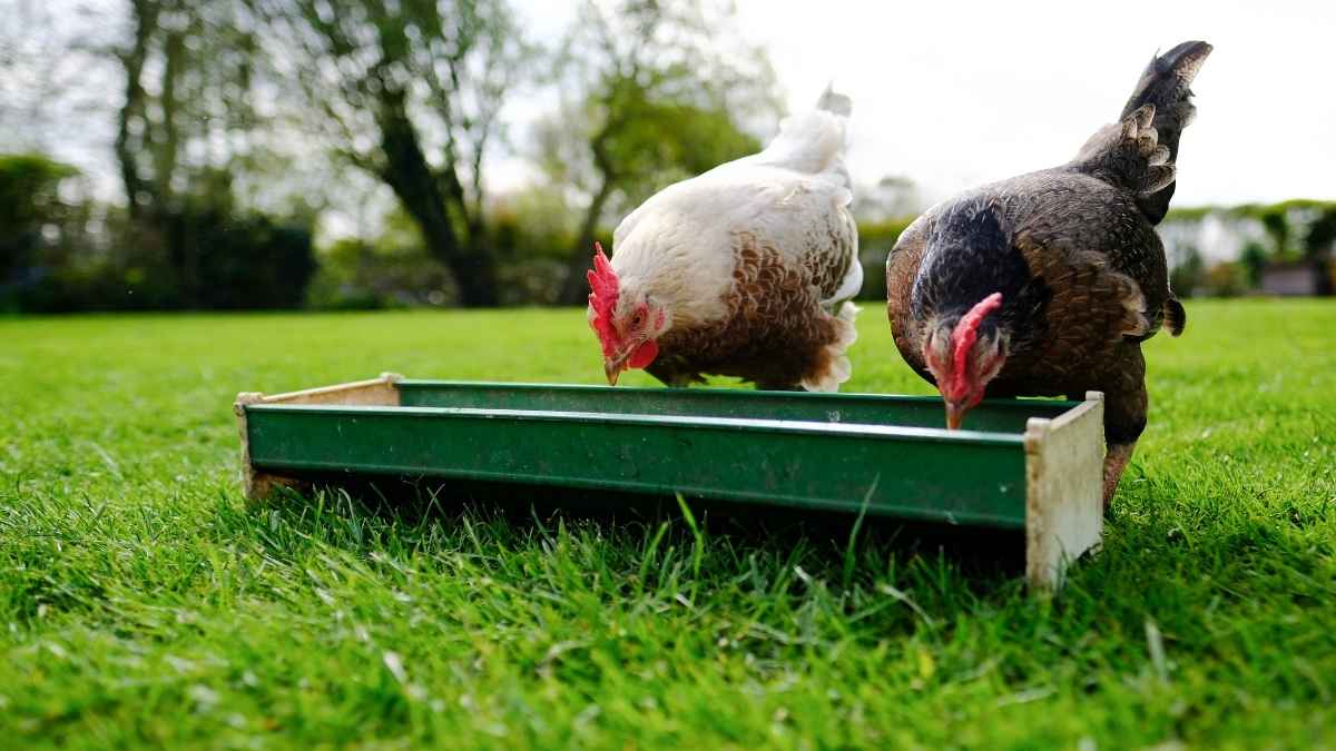 Comment Bien Intégrer Une Nouvelle Poule ? - Poules Au Jardin