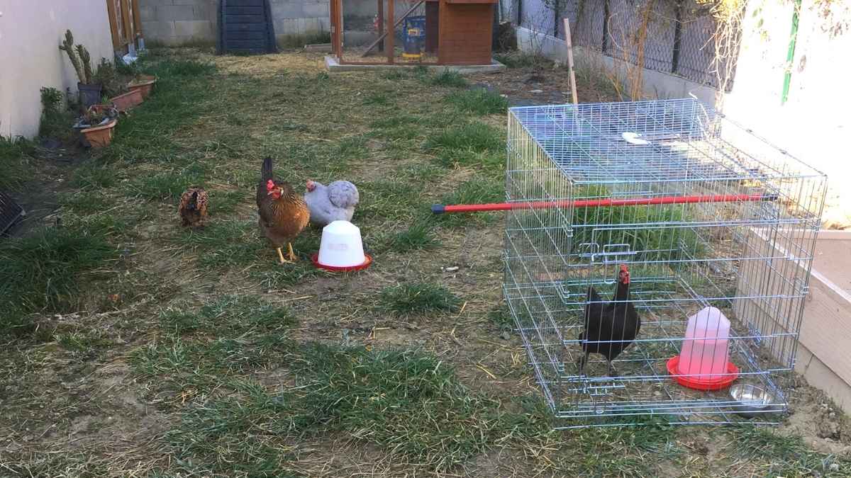 Comment Bien Intégrer Une Nouvelle Poule ? - Poules Au Jardin