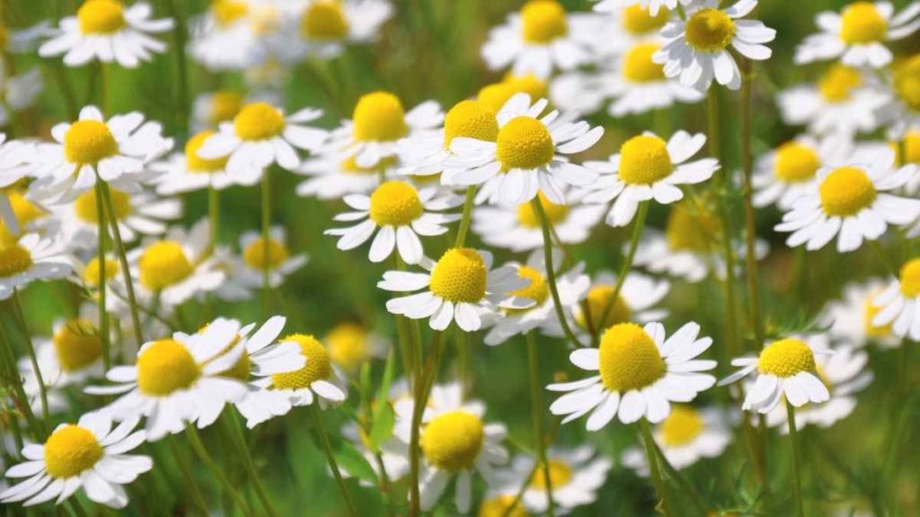 Camomille relaxante pour les poules, anti-inflammatoires et apaisante du système digestif