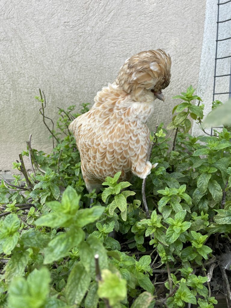 Menthe plante bénéfique pour les poules