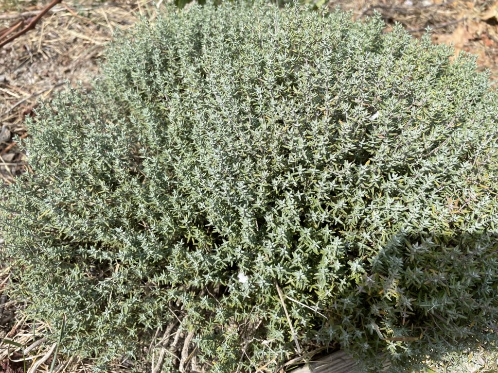 7 Plantes pour soigner et prévenir les maladies des poules 