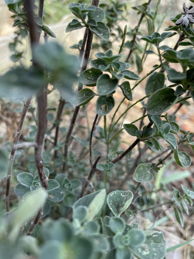 7 Plantes pour soigner et prévenir les maladies des poules 